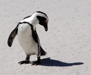 penguin8