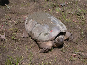 common snapping turtle3