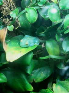 Glass frog on a leaf! 