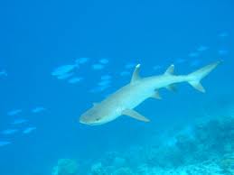 whitetip reef sharks3