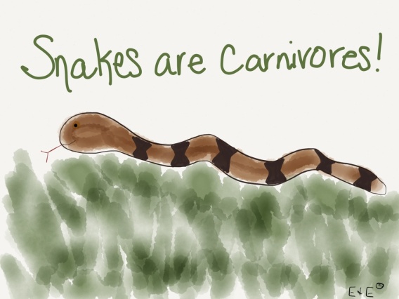 carnivore cartoon