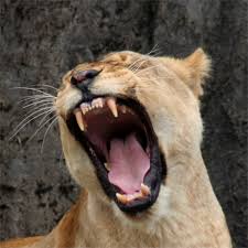 One of the first animals people think of when they think of carnivores is cats- big and small! This lion is showing off her large canines that are made for eating prey- zebras, gazelles and such. 