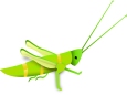 ellie_edmund_professors-grasshopper